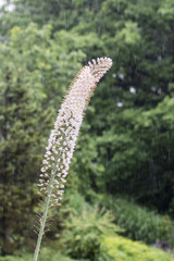 Many flowers on a stem in the rain.