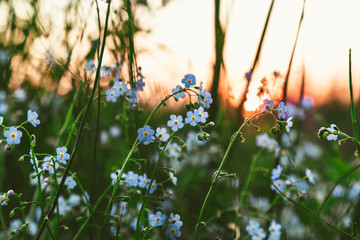 Flowers Myosotis in the field at sunset.