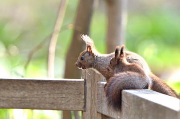 エゾリスの親子