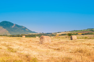 Haystacks in the field.