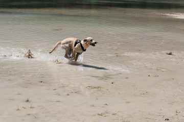 cucciolo di Golden Retriever che gioca nel lago