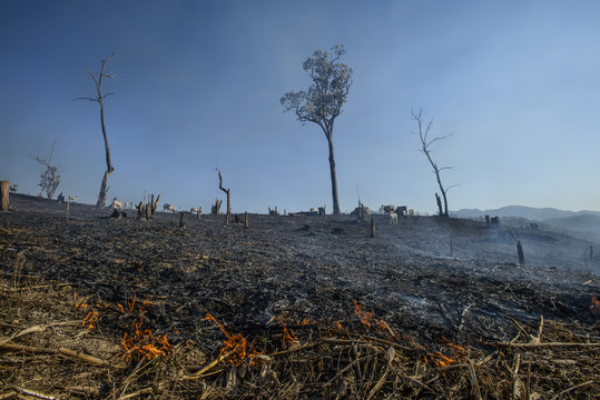 Slash and burning crops