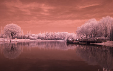 Infrared tree & lake
