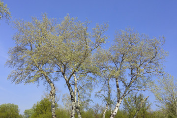 White birch trees