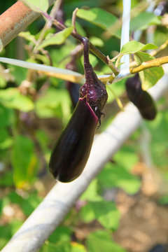 Eggplant of the field in summer