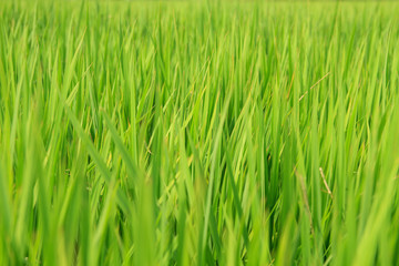 Fototapeta na wymiar Japanese rice field filled with green rice plants