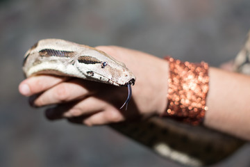 Boa snake in the hand human