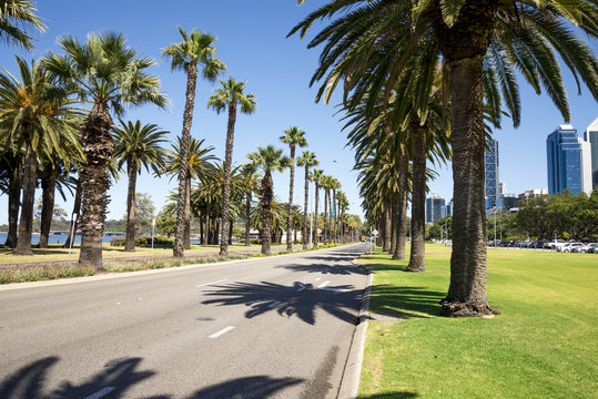 Palm trees along empty Riverside Drive in Perth City