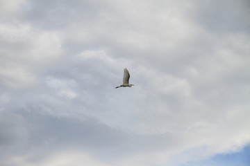flying bird under the cloud