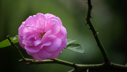Alone Pink Rose in My Garden