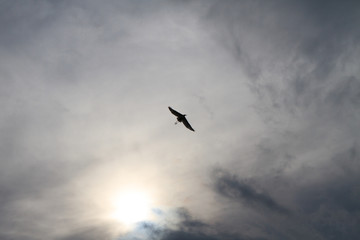 Fototapeta na wymiar flying bird under the cloud
