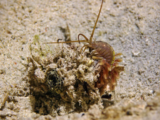 Tube Building Worm (Onuphidae)