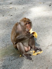 Affe frisst genüsslich seine Banane