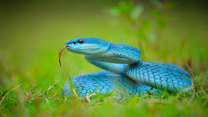 Blue Viper In The Grass