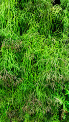 green leaf background