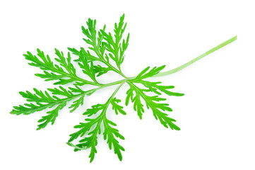Wormwood (absinthium)leaf