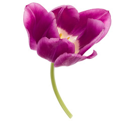 One lilac tulip flower isolated on white background cutout