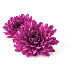 Lilac chrysanthemum flower isolated on white background