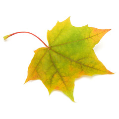 colorful autumn maple leaf isolated on white