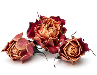 dried rose flower head isolated on white background cutout