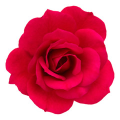 one red rose flower head isolated on white background cutout