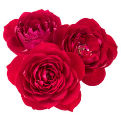 red rose flower bouquet isolated on white background cutout