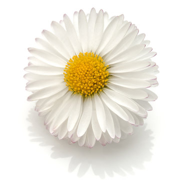 Beautiful single daisy flower isolated on white background cutout