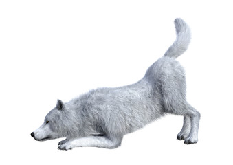 3D Rendering Arctic Wolf on White