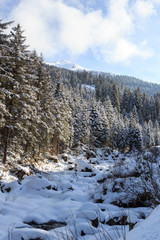 Mountain, trees and small river with snow in winter in Stubai Alps, Austria