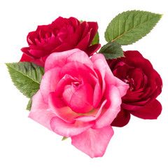 Obraz premium red and pink rose flower bouquet with green leaves isolated on white background cutout
