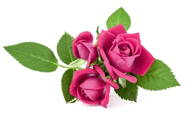 Papier Peint photo Roses Bouquet de fleurs rose rose isolé sur fond blanc découpe
