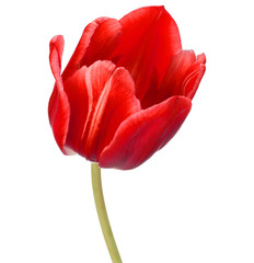 Obraz premium czerwony tulipan głowa kwiat na białym tle