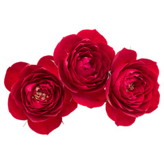 red rose flower bouquet isolated on white background cutout