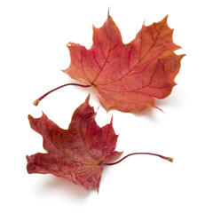 colorful autumn maple leaf isolated on white