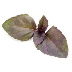 Close up studio shot of fresh red basil herb leaves isolated on white background. Purple Dark Opal Basil.