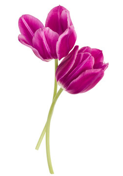Two lilac tulip flowers isolated on white background cutout