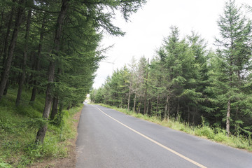 Fototapeta premium Mountain roads and on both sides of the pine tree