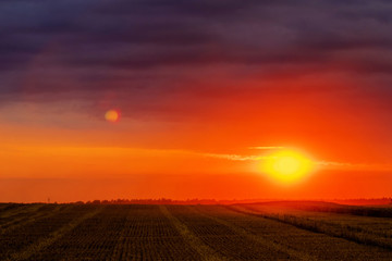 Naklejka na ściany i meble the fields have a beautiful sunset