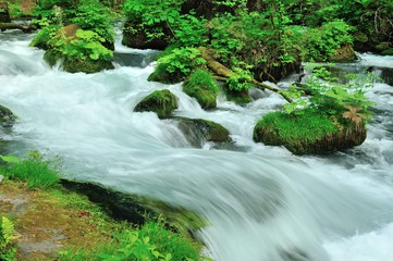 奥入瀬渓流