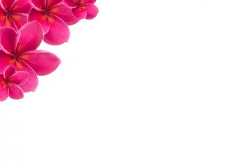 Foto auf Leinwand Plumeria rosa Blume mit isoliertem Hintergrund © jumjie
