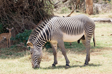 Fototapeta na wymiar Grevy's zebra (Equus grevyi)