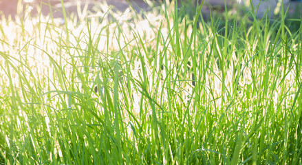 green rice