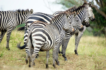 Fototapeta na wymiar Zebras (Equus burchellii)