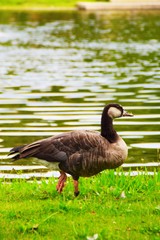 Vogel