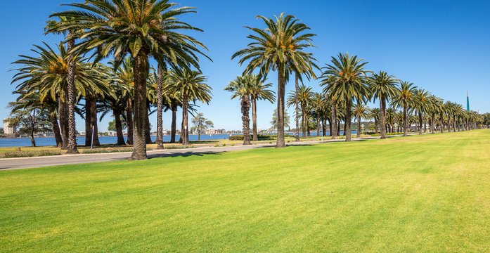 Palm trees in Langley Park along Swan River in Perth City