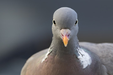 woodpigeon