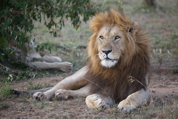 Naklejka na ściany i meble African lion (Panthera leo)