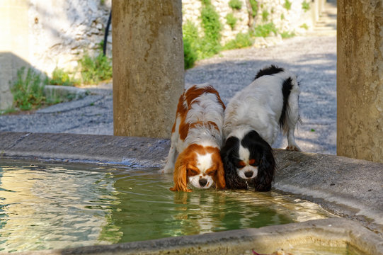 Cavalier-King-Charles fontaine