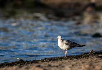 White seagulls over Baltic Sea in Poland