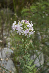 Saponaria officinalis